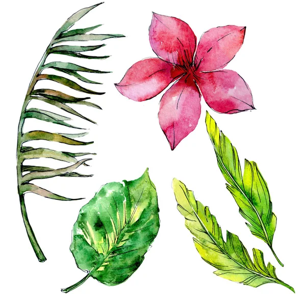 Tropikal Hawaii palmiye ağacı izole bir suluboya tarzında bırakır..