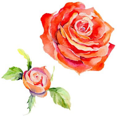 Kır çiçeği gül çiçek izole bir suluboya tarzında.