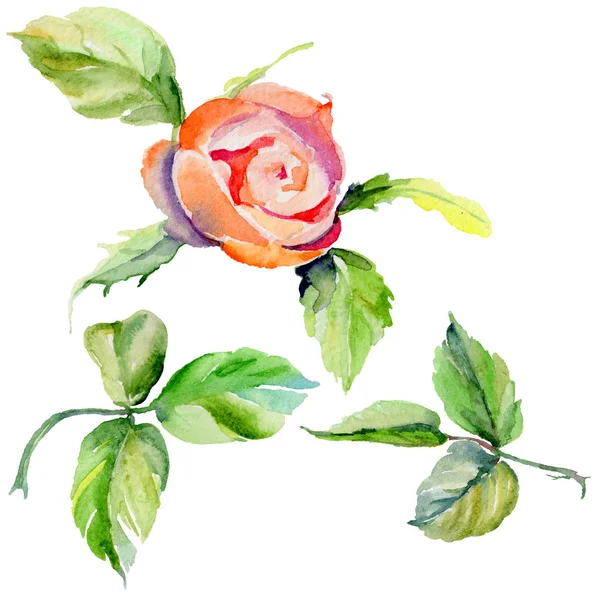 Kır çiçeği gül çiçek izole bir suluboya tarzında.