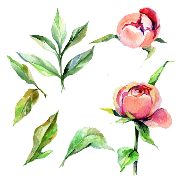 Kır çiçeği Şakayık çiçeği izole bir suluboya tarzında.