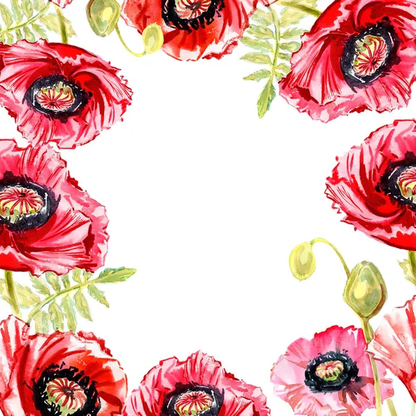 Kır çiçeği haşhaş çiçek çerçeve suluboya tarzında.