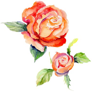 Kır çiçeği gül çiçek izole bir suluboya tarzında.