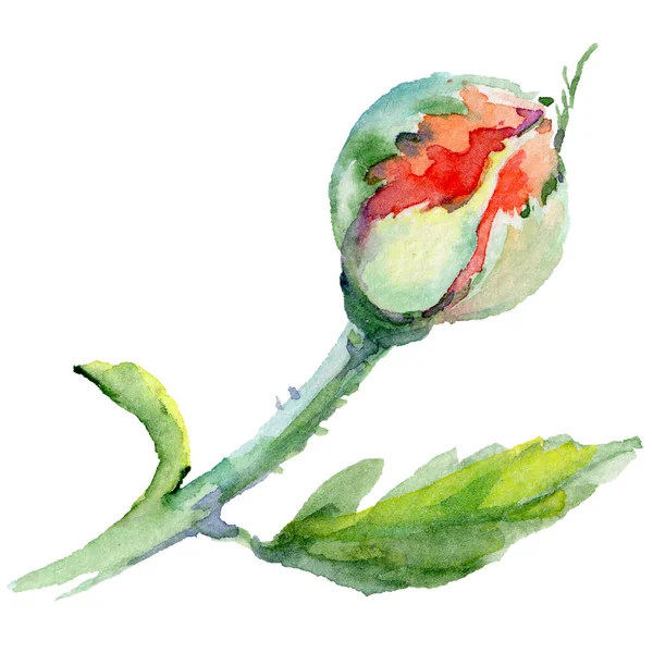 Kır çiçeği gül çiçek izole bir suluboya tarzında.