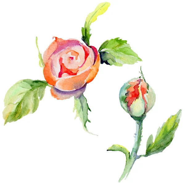 Kır çiçeği gül çiçek izole bir suluboya tarzında.