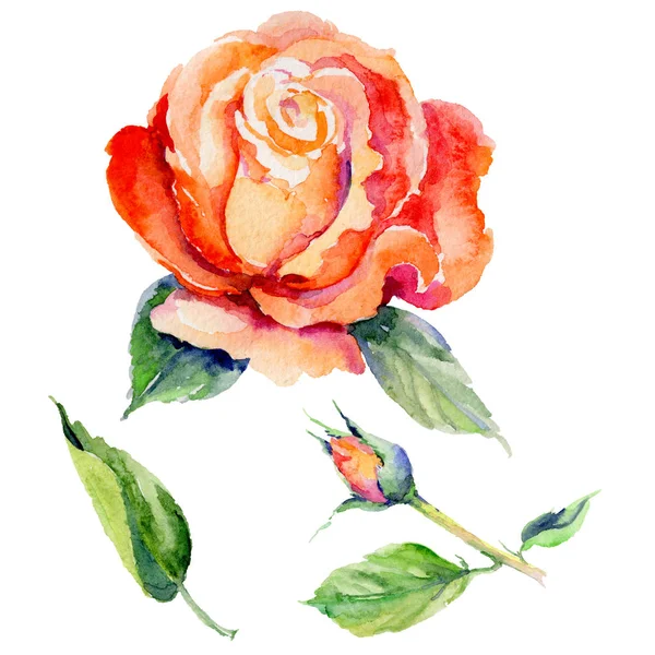 Kır çiçeği gül çiçek izole bir suluboya tarzında.