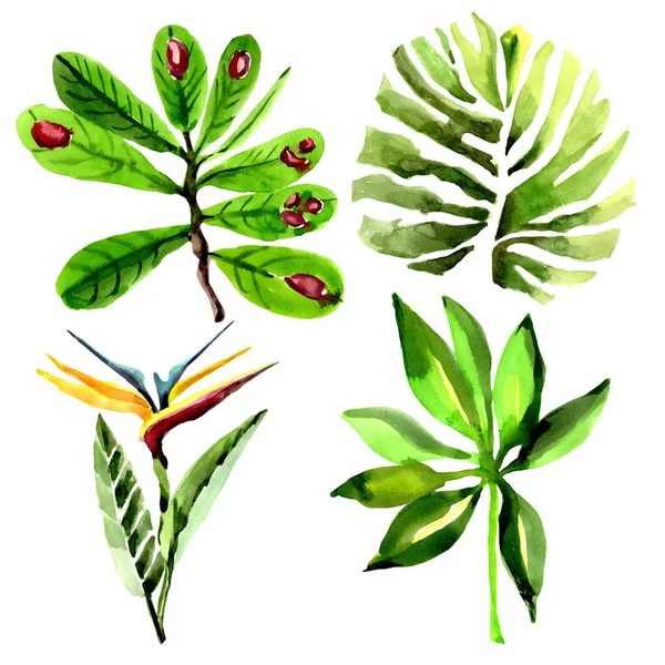 Tropikal Hawaii palmiye ağacı izole bir suluboya tarzında bırakır..