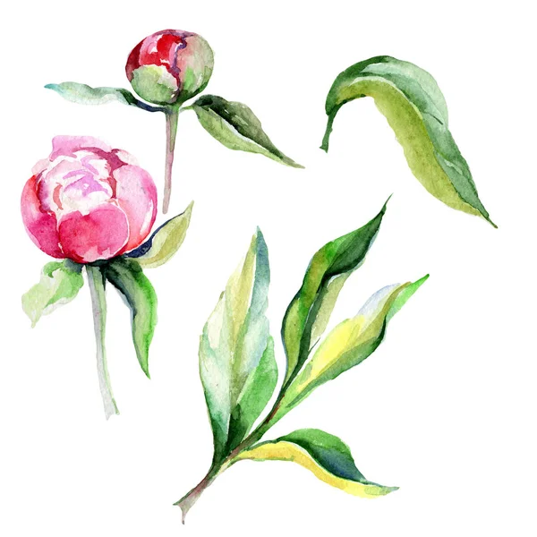 Wildflower peony bloem in een aquarel stijl geïsoleerd. — Stockfoto