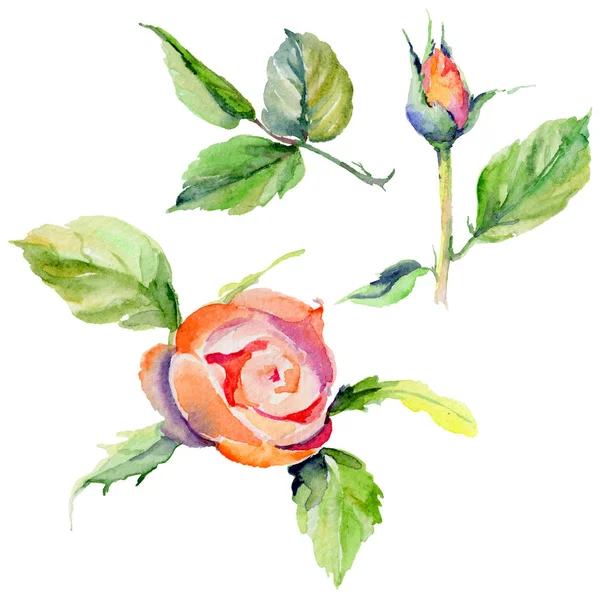 野花玫瑰一朵在孤立的水彩风格. — 图库照片