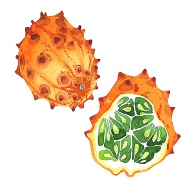 Egzotik kiwano yabani meyve izole bir suluboya tarzında.