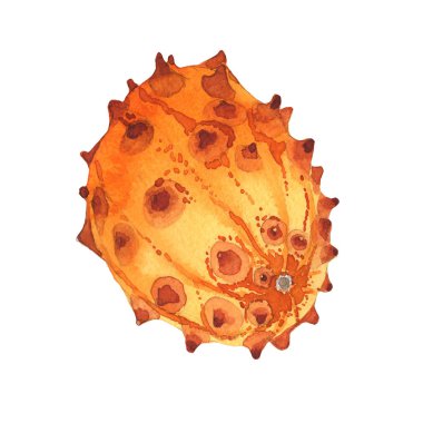 Egzotik kiwano yabani meyve izole bir suluboya tarzında.