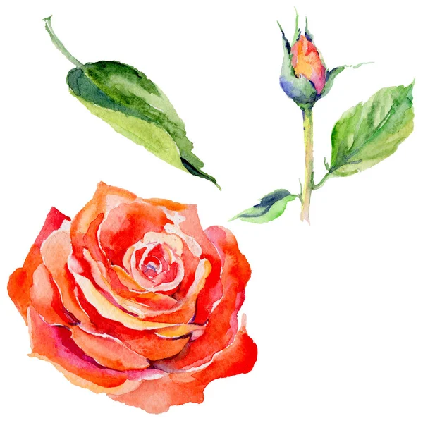 Wildflower rose flower in a watercolor style isolated. — Stock Photo, Image