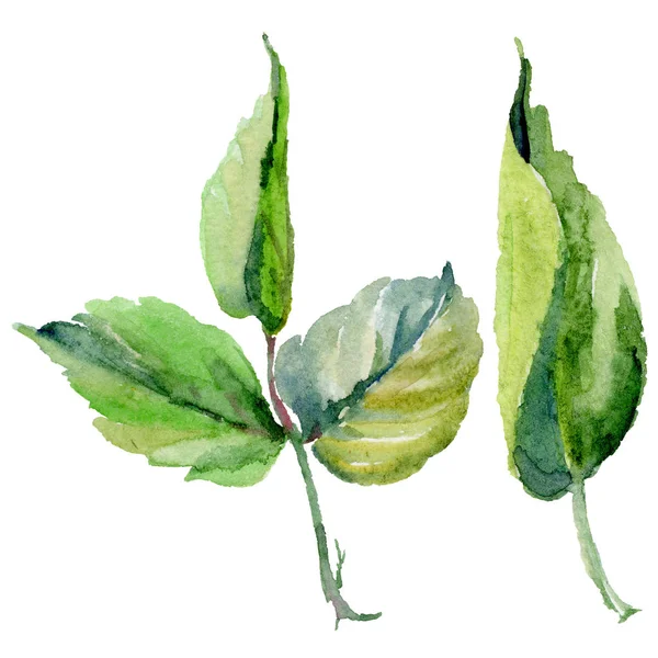 Kır çiçeği gül çiçek izole bir suluboya tarzında.