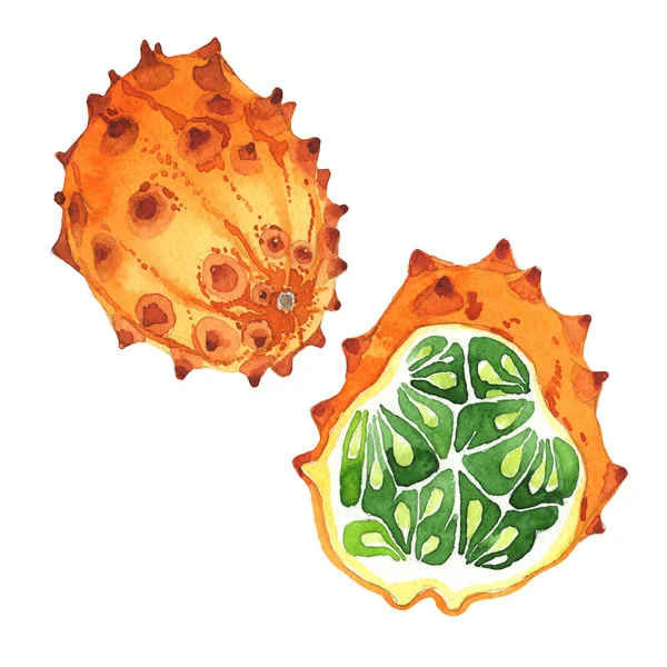 Egzotik kiwano yabani meyve izole bir suluboya tarzında.