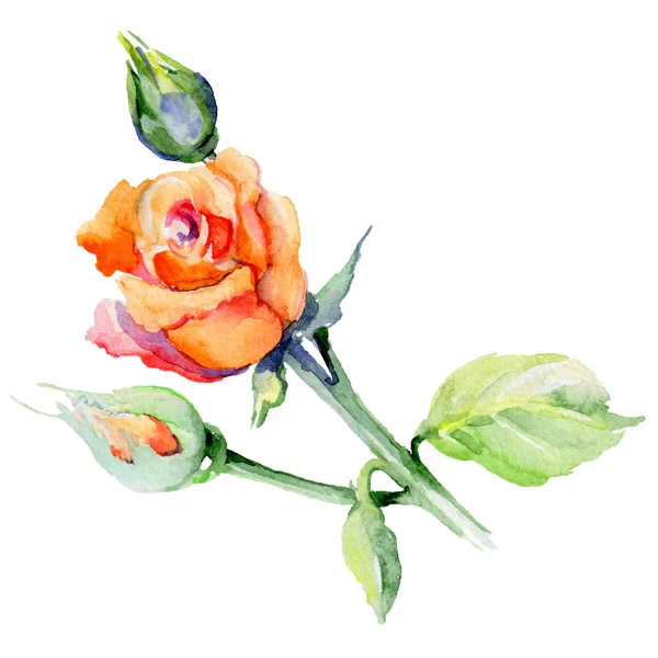 Kır çiçeği gül çiçek izole bir suluboya tarzında.