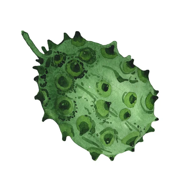 Kiwano exótico fruta selvagem em um estilo aquarela isolado . — Fotografia de Stock