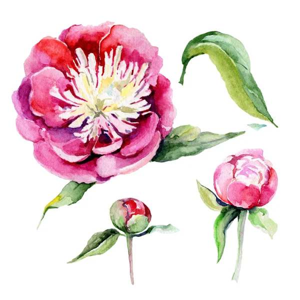 Fleur pivoine de fleurs sauvages dans un style aquarelle isolé . — Photo