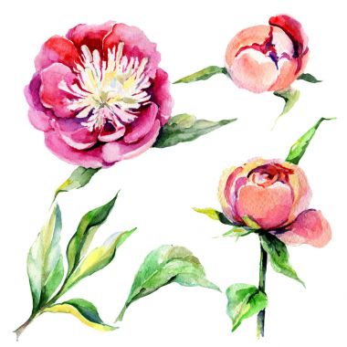 Kır çiçeği Şakayık çiçeği izole bir suluboya tarzında.