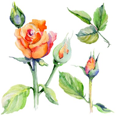 Kır çiçeği gül çiçek izole bir suluboya tarzında.