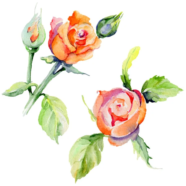 Kır çiçeği gül çiçek izole bir suluboya tarzında.