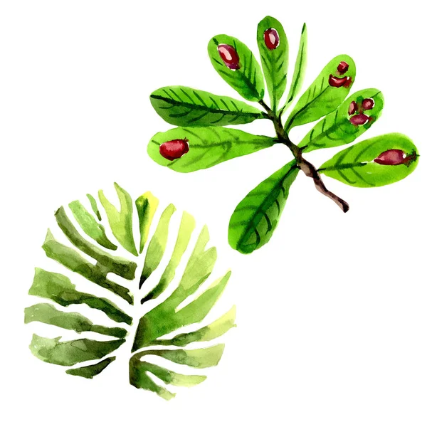 Tropikal Hawaii palmiye ağacı izole bir suluboya tarzında bırakır..