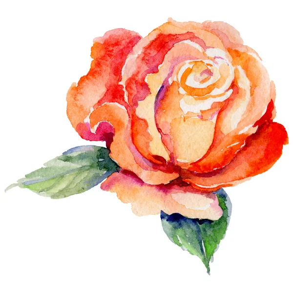 Kır çiçeği gül çiçek izole bir suluboya tarzında.