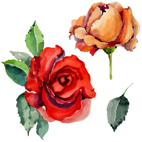 Egy akvarell stílusú elszigetelt virág rózsa vadvirág. — Stock Fotó