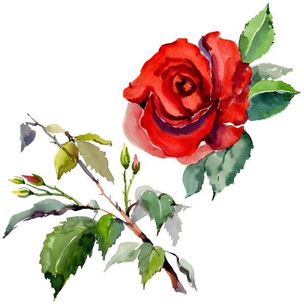 Kır çiçeği gül çiçek izole bir suluboya tarzında.