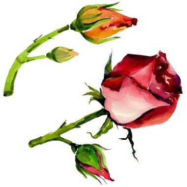 Kır çiçeği gül çiçek izole bir suluboya tarzında.