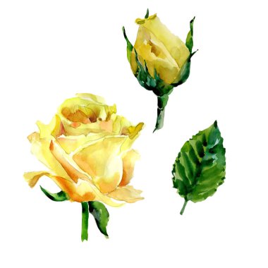 Kır çiçeği gül çiçek izole bir suluboya tarzında.