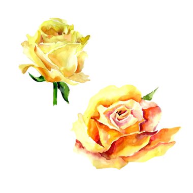 Kır çiçeği gül çiçek izole bir suluboya tarzında.