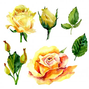 Kır çiçeği gül çiçek izole bir suluboya tarzında.