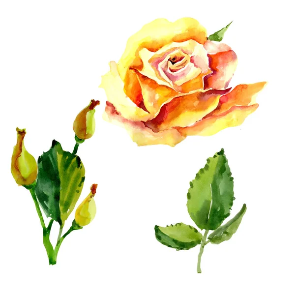 Kır çiçeği gül çiçek izole bir suluboya tarzında.