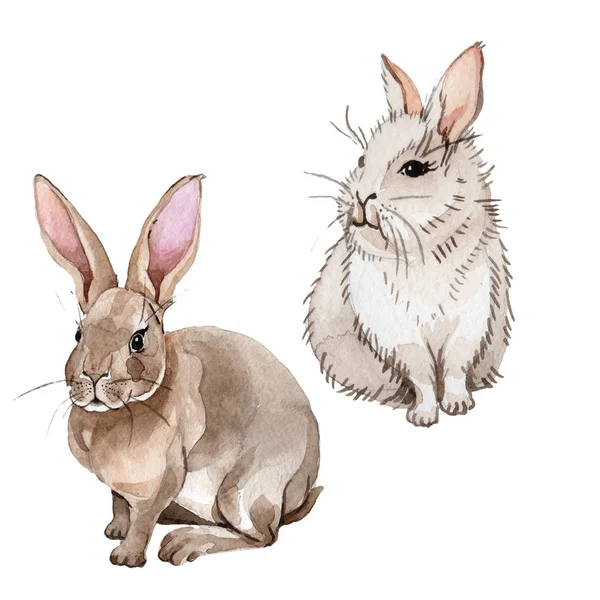Kanin vilda djur i akvarell stil isolerade. — Stockfoto