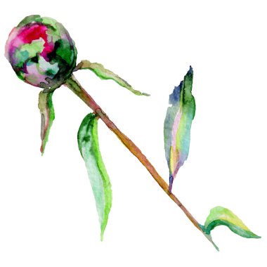 Kır çiçeği Şakayık çiçeği izole bir suluboya tarzında.