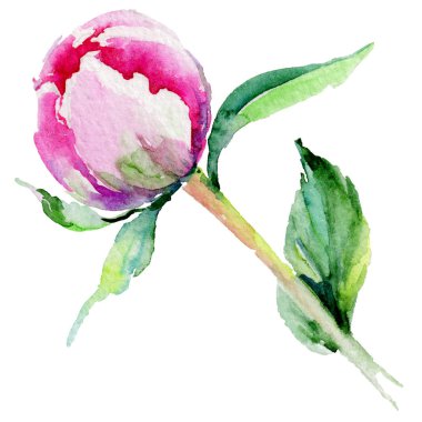 Kır çiçeği Şakayık çiçeği izole bir suluboya tarzında.