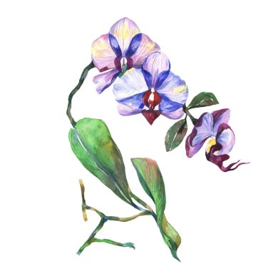 Kır çiçeği orkide çiçek izole bir suluboya tarzında.
