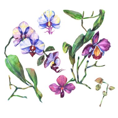 Kır çiçeği orkide çiçek izole bir suluboya tarzında.