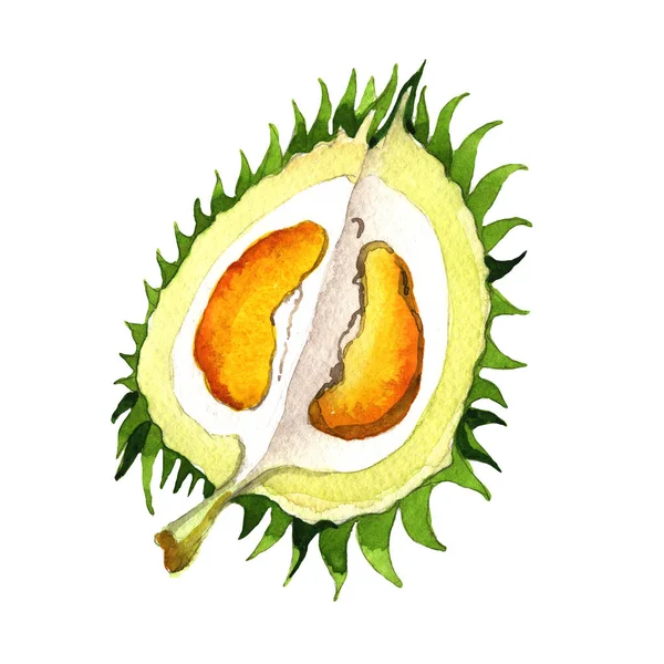 Durian exotique fruits sauvages dans un style aquarelle isolé . — Photo