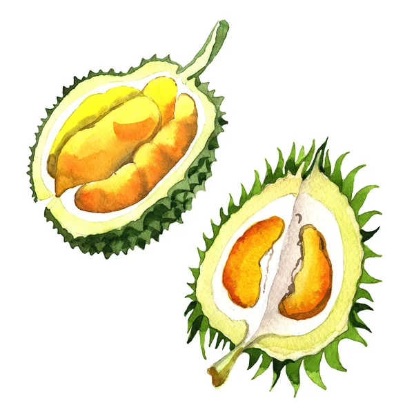 Frutto selvatico durian esotico in uno stile di acquerello isolato . — Foto Stock