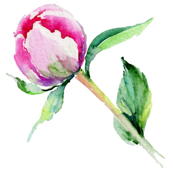 Kır çiçeği Şakayık çiçeği izole bir suluboya tarzında.