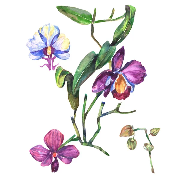 Kır çiçeği orkide çiçek izole bir suluboya tarzında.