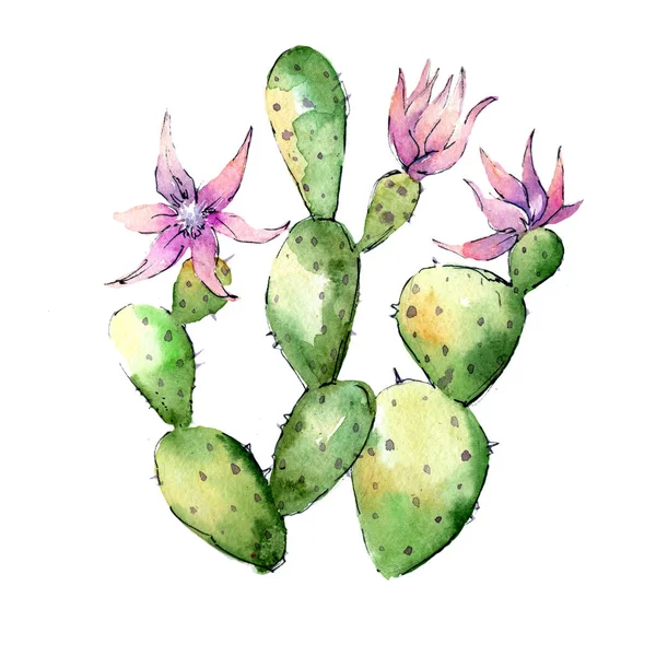 Fleurs sauvages cactus fleur dans un style aquarelle isolé . — Photo