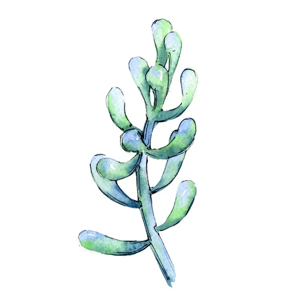 Vadvirág kaktusz virág elszigetelt akvarell stílusú. — Stock Fotó