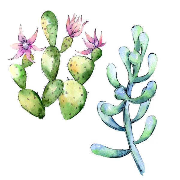 Kır çiçeği kaktüsler çiçek izole bir suluboya tarzında.