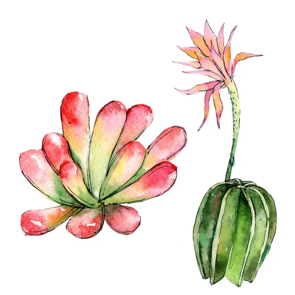 Wildflower kaktusy květina ve stylu akvarelu, samostatný. — Stock fotografie
