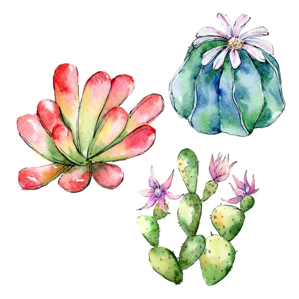 Fiori di cactus selvatici fiore in uno stile ad acquerello isolato . — Foto Stock