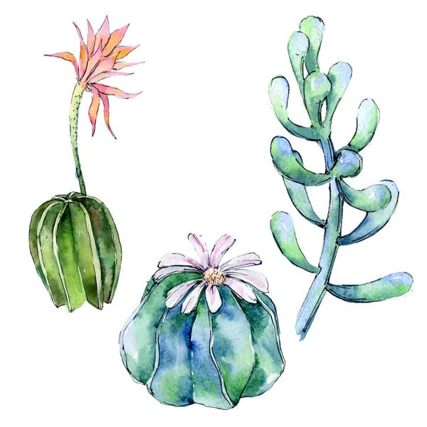 Fleurs sauvages cactus fleur dans un style aquarelle isolé . — Photo