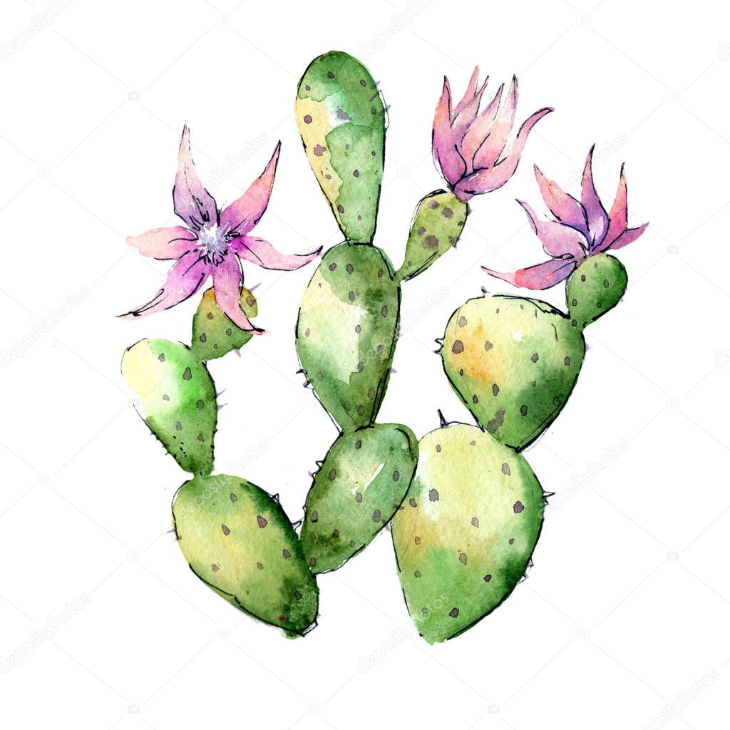 Wildflower cactuses flower in a watercolor style isolated.