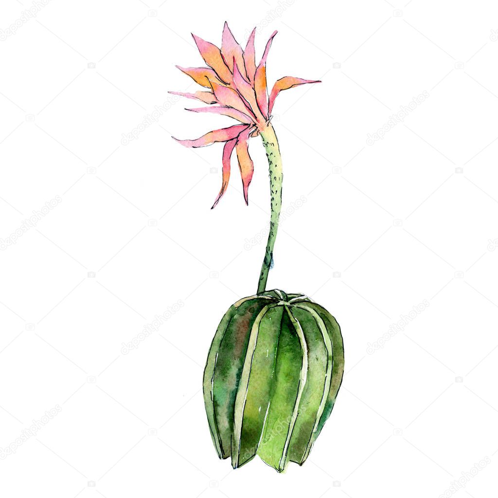 Wildflower cactuses flower in a watercolor style isolated.