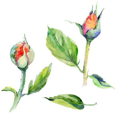 Kır çiçeği gül çiçek izole bir suluboya tarzında.